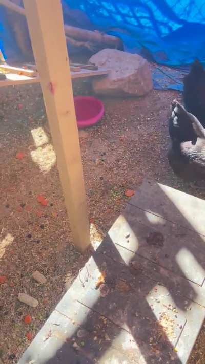 Had to put her into Broody Jail. Immediate attempts at conjugal visits.