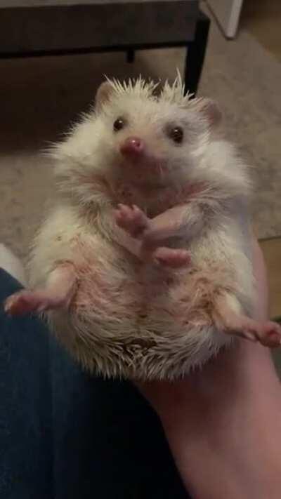 A little ball of cuteness 🥰