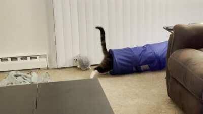 HitCat assassinates unsuspecting stuffed fren