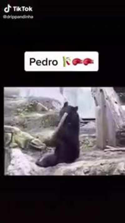 Aldo vai amassar esse vacilão e vai fazer um tapete pra árvore dele