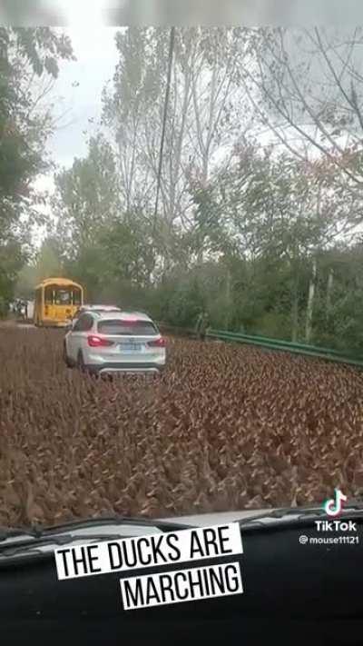 Probably about 1000 of them and not 1 knows what their doing