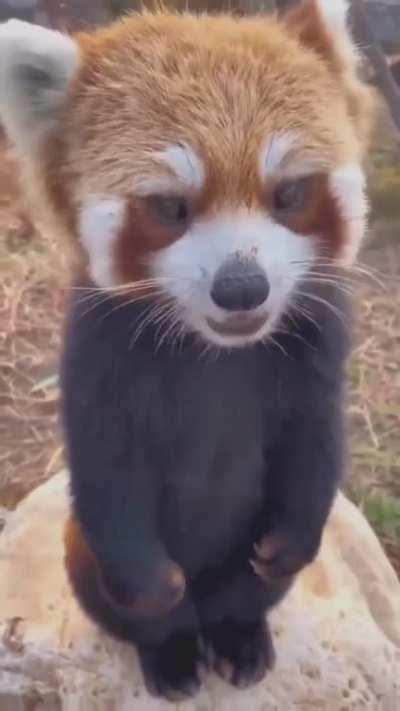 sweet treats for sweet boy