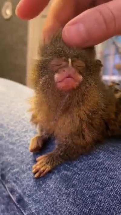Pygmy Marmoset just chillin’