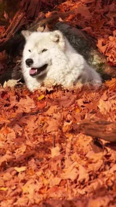 🔥 White Arctic Fox enjoying the fall colors