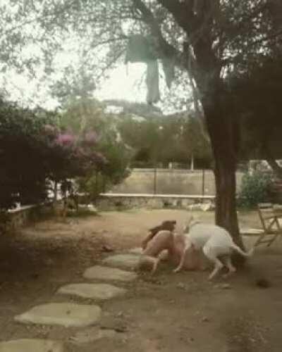 Агресиван пас напао девојку у дворишту!