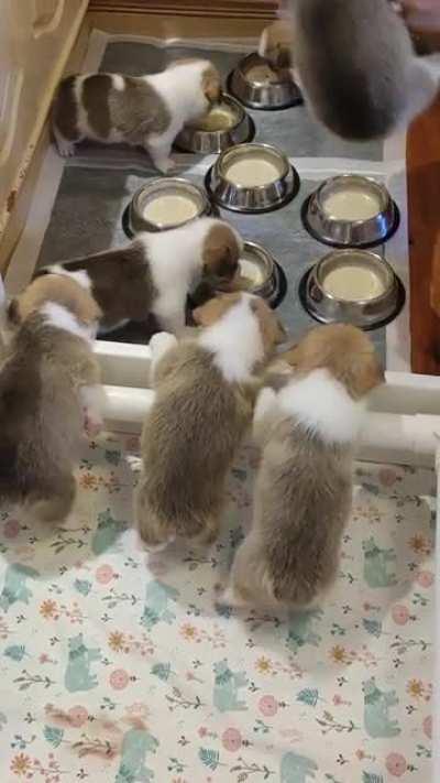 Hungry little potato puffs 🥔🥔🥔🥔🥔🥔🥔