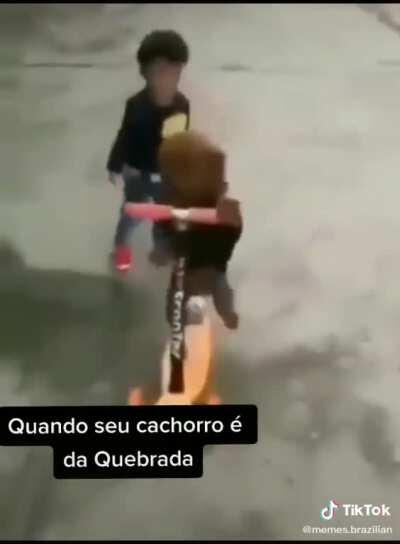 Cachorro de sapucaia