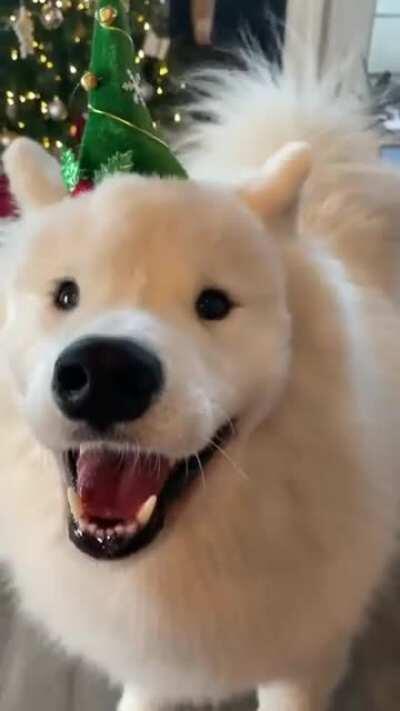 It’s beginning to look a lot like Christmas