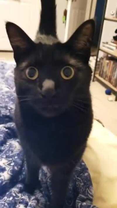 My food motivated girl very unhappy that the automatic feeder is on a timer and dinner isn't for another 30 minutes.