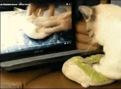 Ok, Gordon Ramsay. Am I kneading this right?