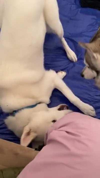 I posted a question about my huskies fur and in the cold a week or so ago - more in comments