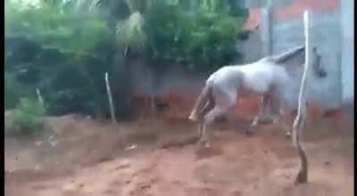WCGW if i pester a horse