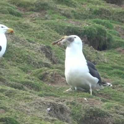 Seagull casually eating an entire full-grown rabbit.