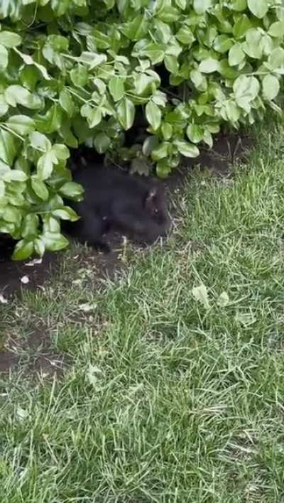 🔥 Today I learned that not only can squirrels be black, but they roll their babies into fuzzy little balls to carry them easier.