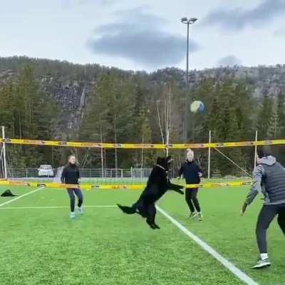 Air Bud 3: Side Out!