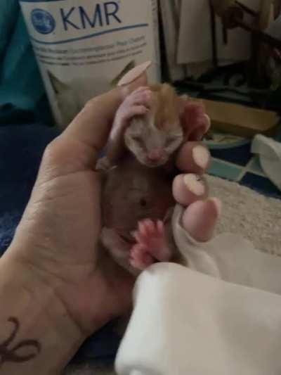 4 day old orphaned kitten being grouchy for a bottle