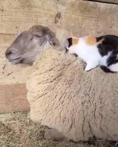 So ein frischgemachtes Bett ist aber auch was feines.