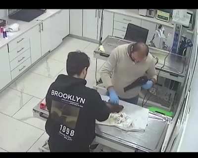 In Istanbul, a dog brought her puppy, whose heart had stopped due to the cold, to the veterinarian.