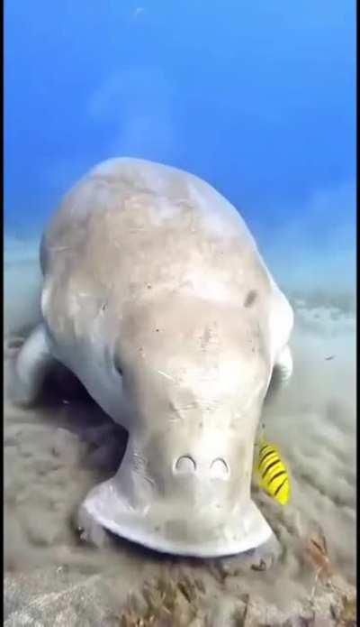 Dinner time for a beautiful Dugong. Also known as a sea cow.