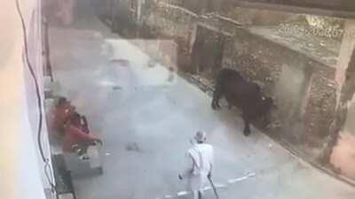 Thats what you get for provoking a bull