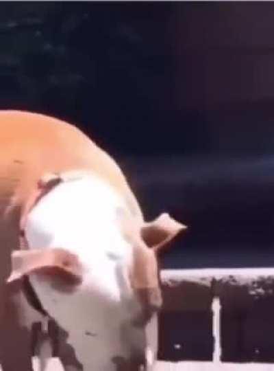 Hazel doesn’t understand