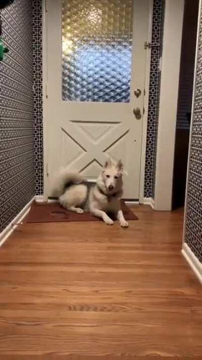 My husky had feelings about me leaving.