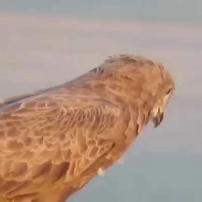 Acaso el aguila no entiende que no se trata de comer comidas exoticas, extravagantes u caras?