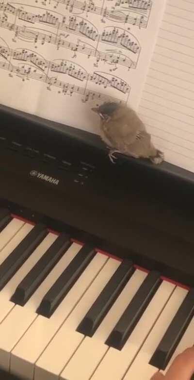 Playing Chopin’s Nocturne op.9 no.2 with my bird