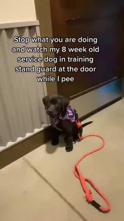 Never Been Safer with a service puppy in training.