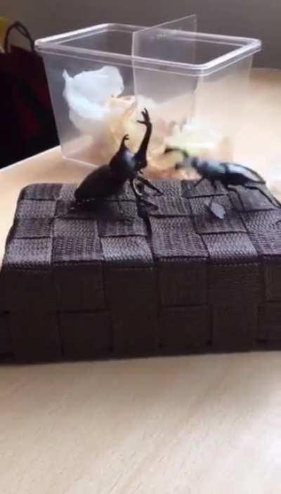 My beetle people need me