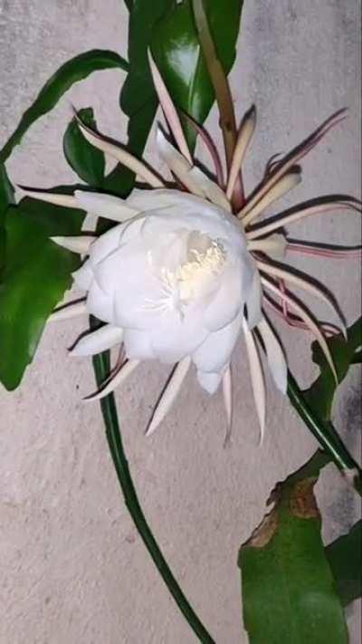 A sight to behold! A rare Night blooming Cereus, also known as Queen of the night. Time lapsed over 3 hrs