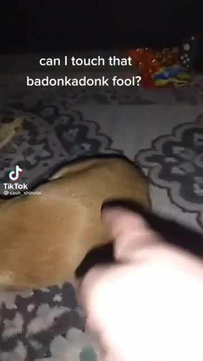 Messing with a chiwawa