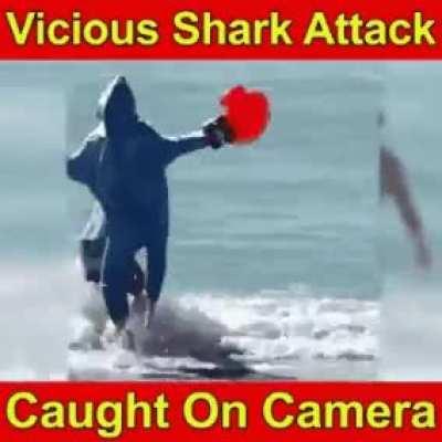 A shark attack