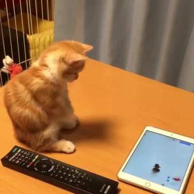 Hasn't quite figured it out...