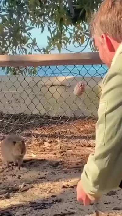 An Aussie entertaining a quokka