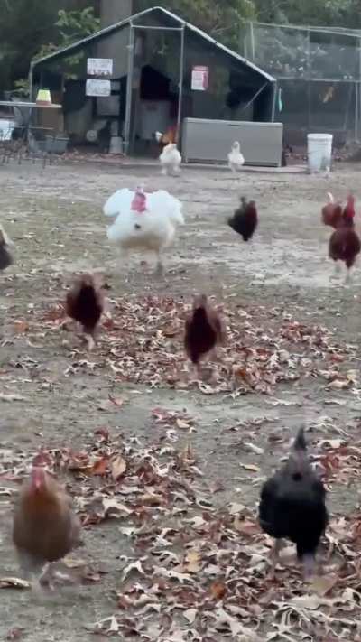 LuMbErInG BeAsT EaTs cAmErAmAn aLiVe - FoUnD FoOtAgE UnEaRtHeD