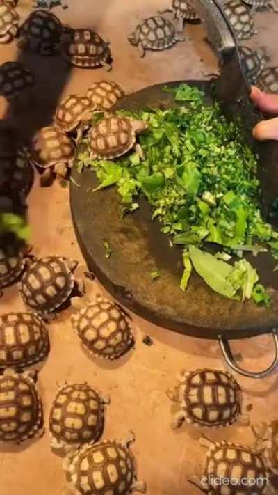 The shell of a turtle is not an exoskeleton, as some people mistakenly assert. The shell is a modified ribcage and part of the vertebral column. It cannot be 