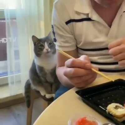 Sad Kitty wants Sushi