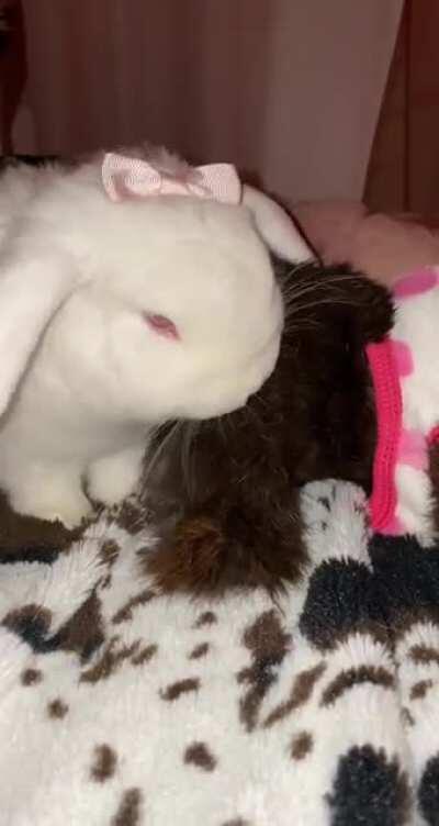 I have a plushie that looks just like my baby who passed and whenever Cassiopeia sees him she gives him kisses :')