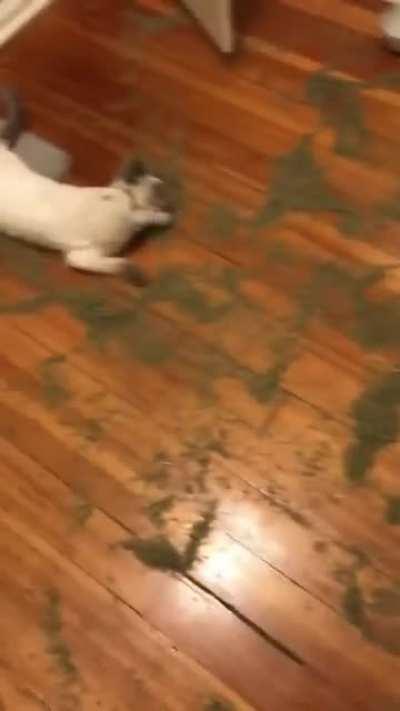 high af and loving it.