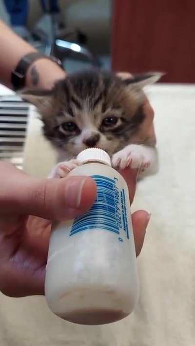 0:12 Feeding kitten at work
