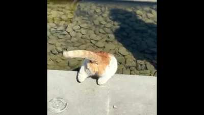 Back view of Tiger Vanguard.