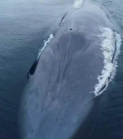 Massive Blue Whale 🐋