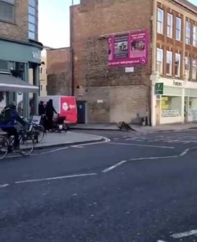 Idiot on a Penny Farthing