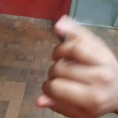 Never have I seen a moth this large before...