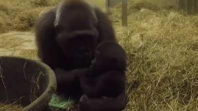 Monke mom chills with her baby