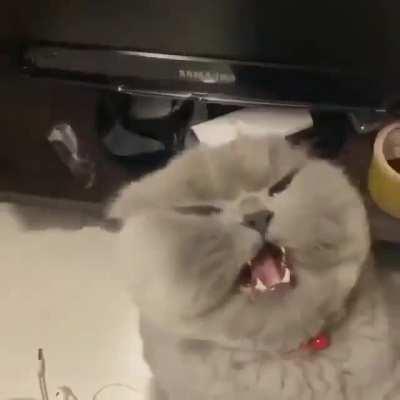 I hope that angry floof seeks revenge