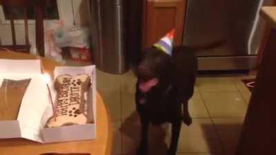 Dog reacts to owners singing Happy Birthday