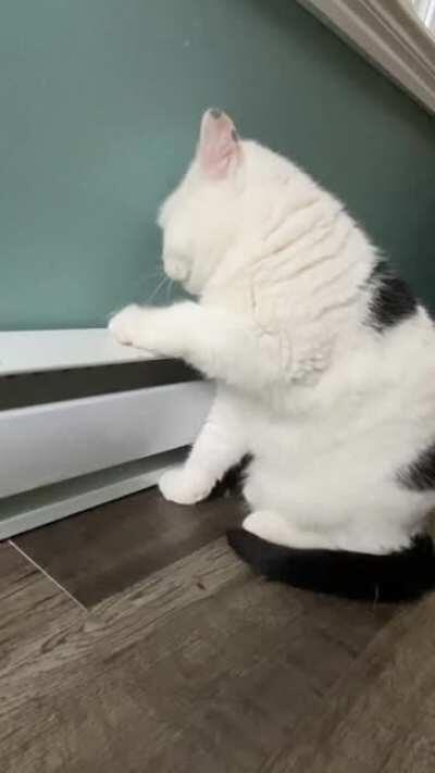 Lil chonk toasting his beans.