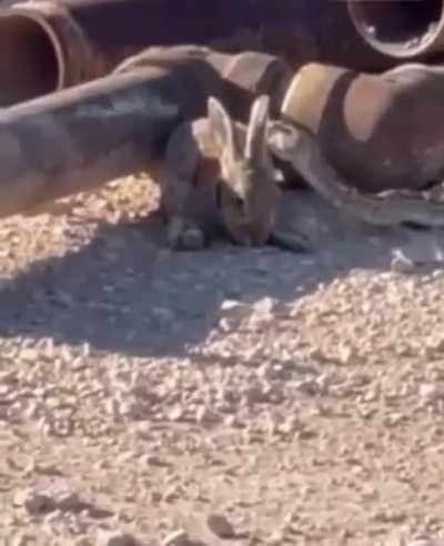 Охотник 80 лвла